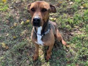 Albi - ein lustiger und aufgeschlossener Rüde