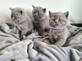 BKH Kitten. BRITISCH KURZHAAR KATZEN