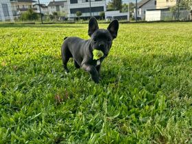 Französische Bulldogge Welpe