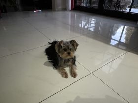 Yorkshire Terrier Deckrüde