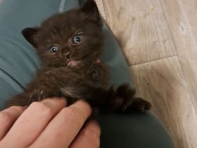 Liebevolles Zu Hause gesucht 🩷