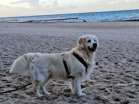 Wunderschöner Golden Retriever Deckrüde mit Ahnentafel und top Gesundheitswerten