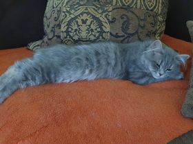 BLH Katerchen sucht sein Glück