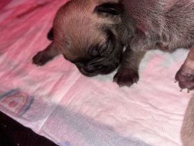 Französische Bulldogge