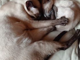 Weak in the Knees for Siamese ? Siam (moderner Typ ähnlich OKH)