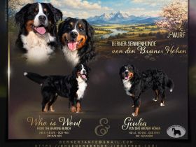 Berner Sennenhund - Wurfankündigung