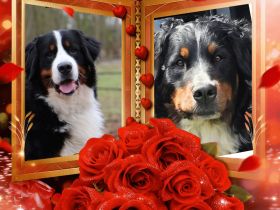 Berner Sennenhund - Wurfankündigung