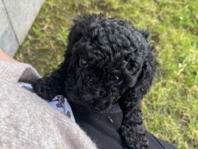 Cavapoo Welpen * stubenrein!!!!*