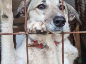 liebe,kastrierte Jamila in dem Tötungstierheim in Rumänien, verweigert das Futter;wer rettet sie?Wir