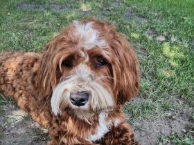 Havaneser Welpen mit Papieren aus liebevoller Familienzucht