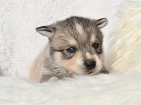 Alaskan klee kai Mädchen mit blauen Augen