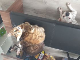 Liebevolle Bengal katze abzugeben