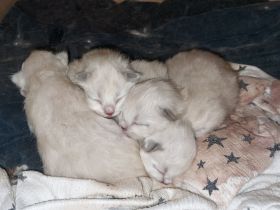 Heilige Birma Kitten