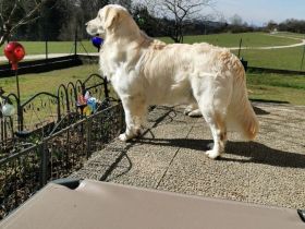 Golden Retriever Deckrüde kein Verkauf