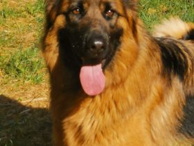 Altdeutscher schäferhund welpen langstock haar vorbestellen