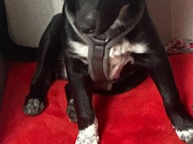 Kiri Sucht liebes Zuhause