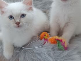 Heilige Birma Kitten in Lilac Tabby Mädchen und Junge