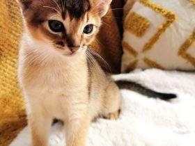 Abessinier Kitten - Katzenbabys