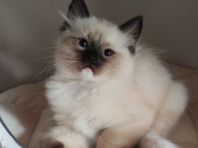Reinrassiges, zuckersüßes  Ragdoll Katerchen sucht sein Zuhause
