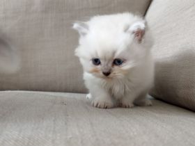 BKH Kitten in Blue Point und Black Silver Tabby Spotted