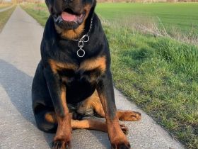 Rottweiler Junghund