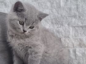 BKH Kitten mit Stammbaum abzugeben