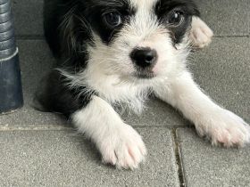 Shi-Tzu Chihuahua-Welpen