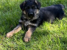 DSH Welpen mit Papieren