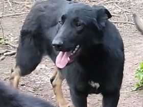 lieber,kastrierter Haris vom Züchter ausgesetzt, aus der Tötung gerettet, sucht tierliebe Adoptanten
