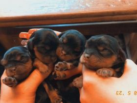 Reinrassige Cavalier King Charles Spaniel Welpen