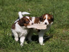 Kooikerhondje