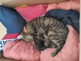 Katzenbabys europäisch Kurzhaar