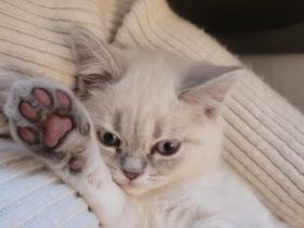 Britisch Kurzhaar Kitten