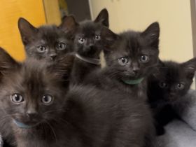 Mischlinge Bombay(Mama)+ Chantilly-Tiffany(Papa)