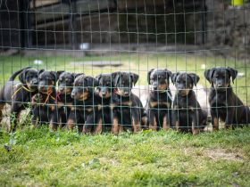 Beauceron-Welpen mit FCI papieren aus der Tschechischen Rep.