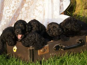 Labradoodle Welpen Medium F1bb mit Papieren