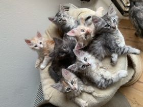 Türkisch Angora Kitten Reinrassig mit Stammbaum zu verkaufen