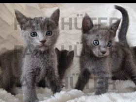 Süüüße reinrassige russisch blau Kitten