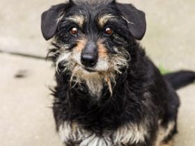 Turbó sucht ein Zuhause