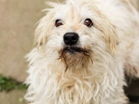 Dizel sucht ein Zuhause