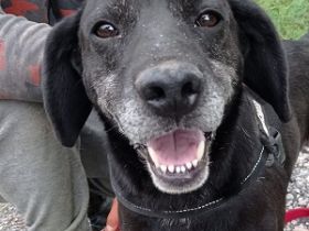 Pasci sucht ein Zuhause