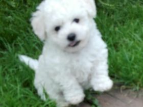 Allergiefreier Bichon frise Welpe