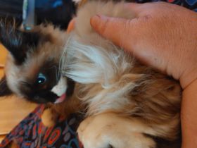 1 super süße Reinrassige Neva Masquarade Kätzchen weiblich zu verkaufen