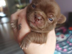 Chihuahua Welpen schoko kurzhaar mit Ahnentafel