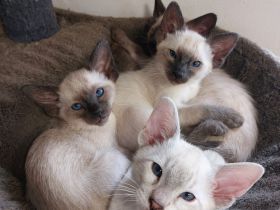 Siam Kitten