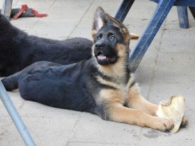 Deutsche Schäferhund Welpen