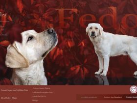 Labrador Deckrüde - kein Verkauf!