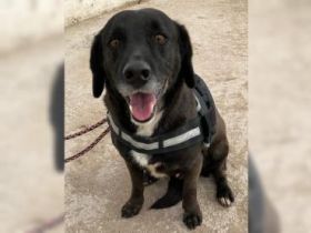 Daffy sucht sein Zuhause