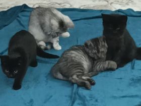 Bkh/Ekh mix Kitten suchen ihre zukünftige Familien