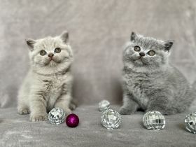 BKH Kitten mit Stammbaum